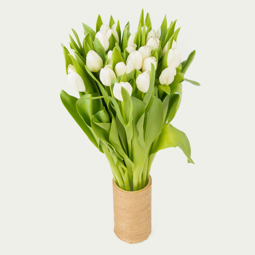 Букет із 25 білих тюльпанів "Хмаринка"