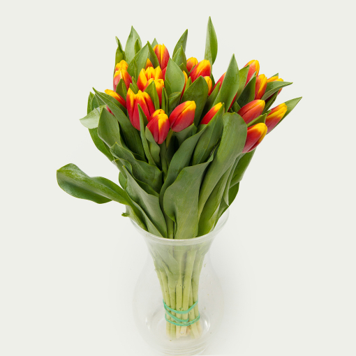 Букет з 25 тюльпанів "Червоногарячий"