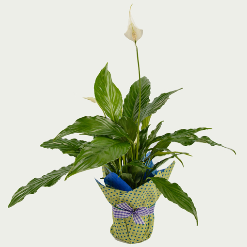 Вазон Спатіфілум