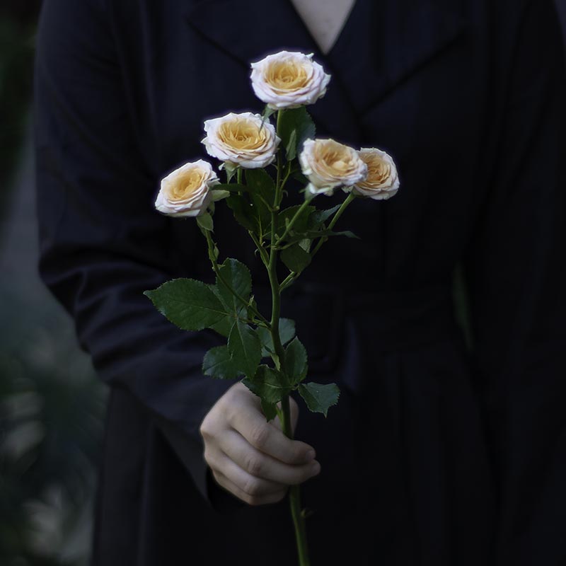 Branched Rose of Cream Color