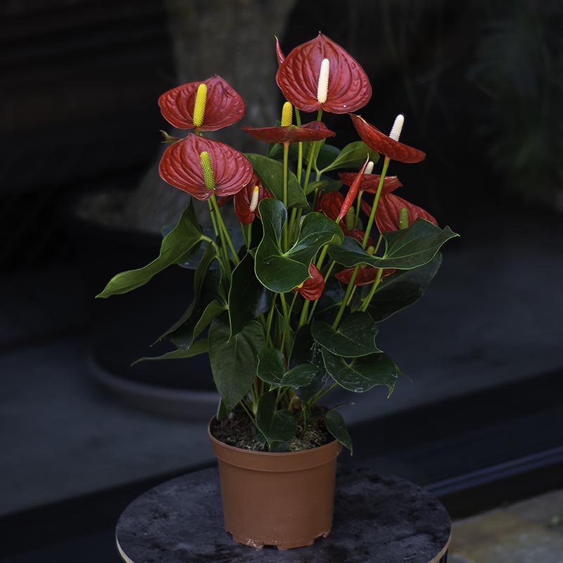 Indoor Plant “Red Anthurium”
