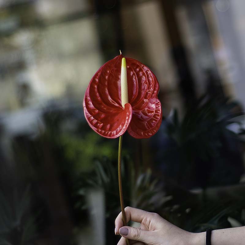 Flower of Red Anthurium
