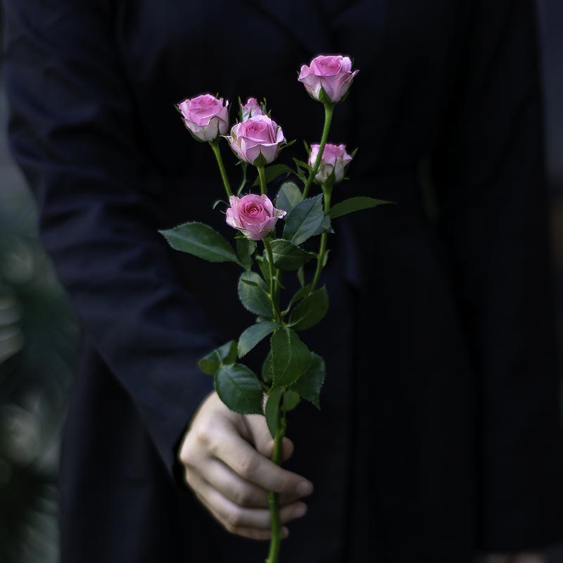 Branched Rose of Pink Color