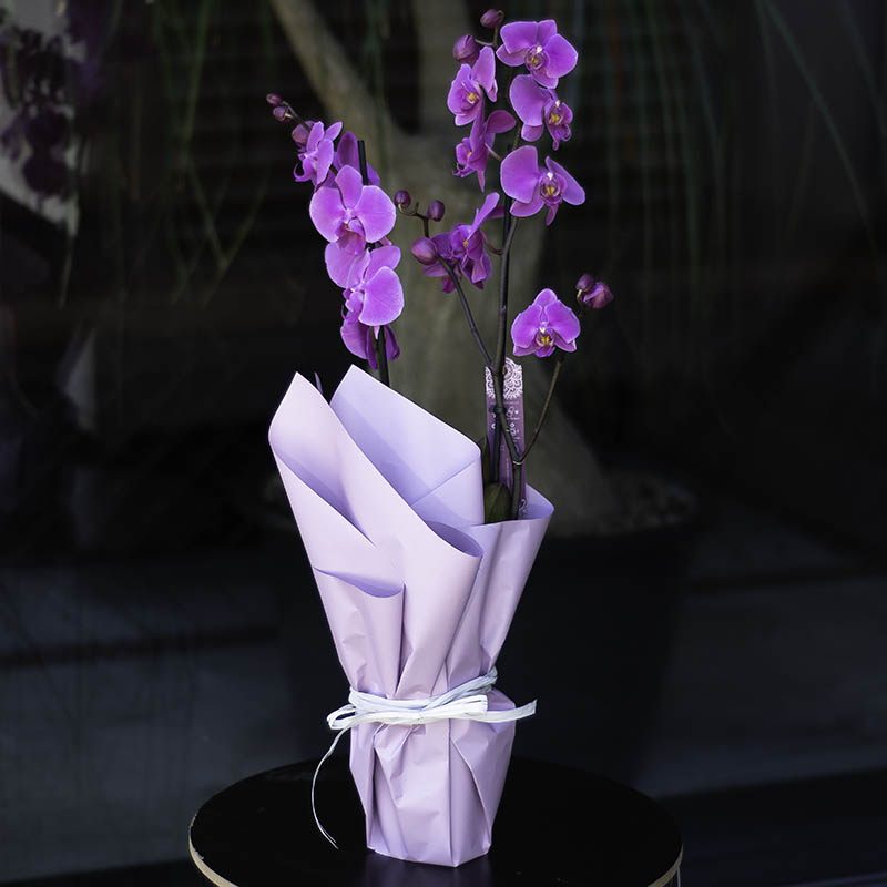 Orchid Phalaenopsis (deep pink)