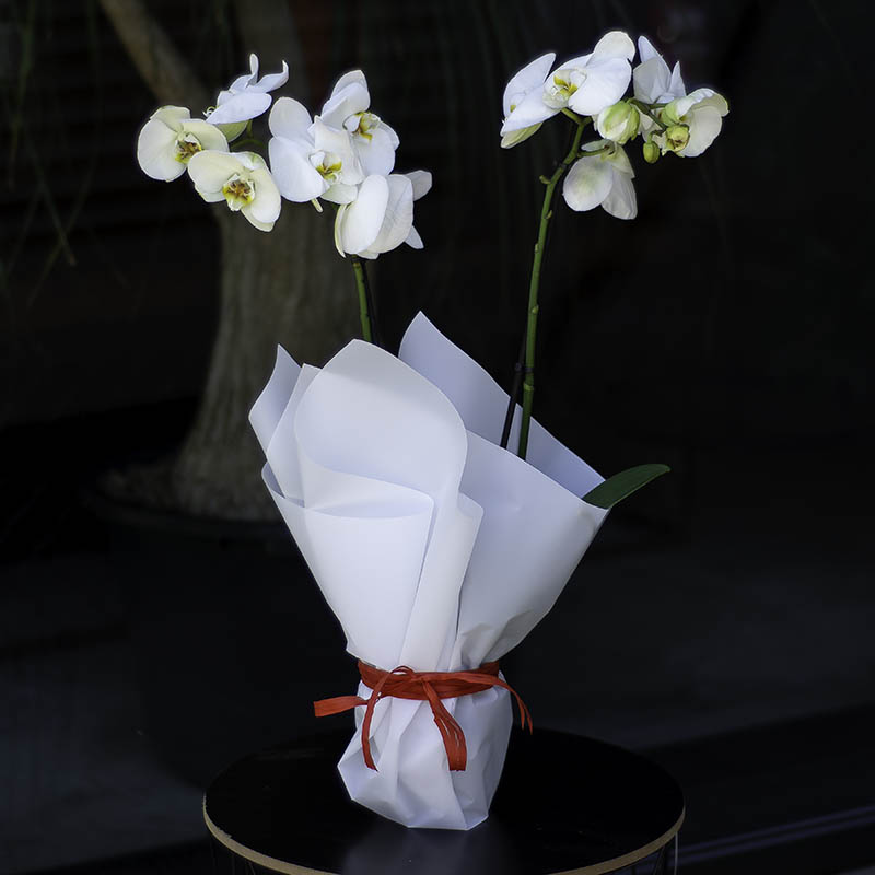 Orchid Phalaenopsis of White Color