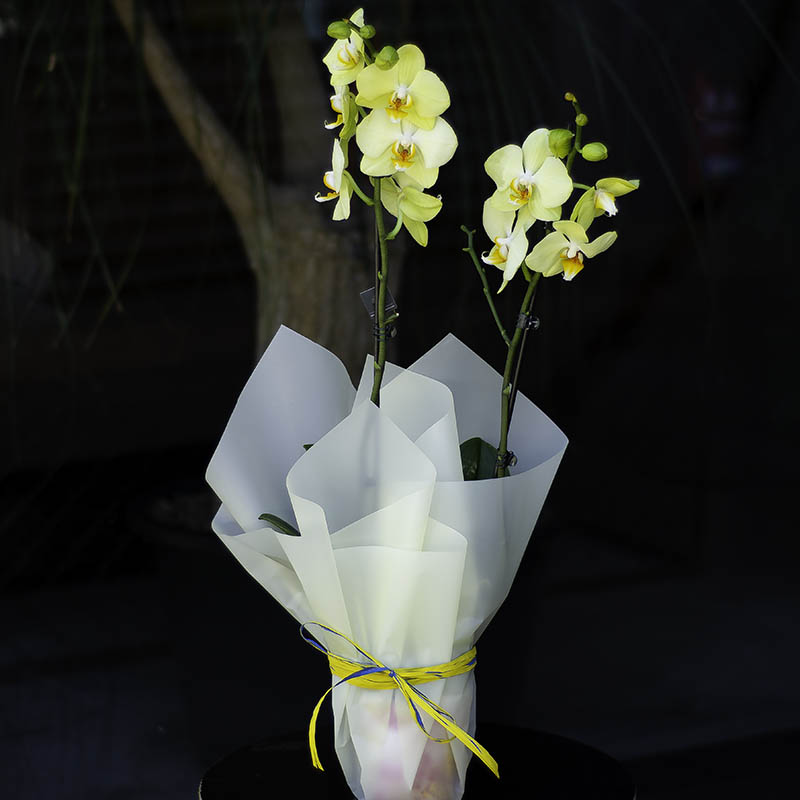 Orchid Phalaenopsis of Yellow Color