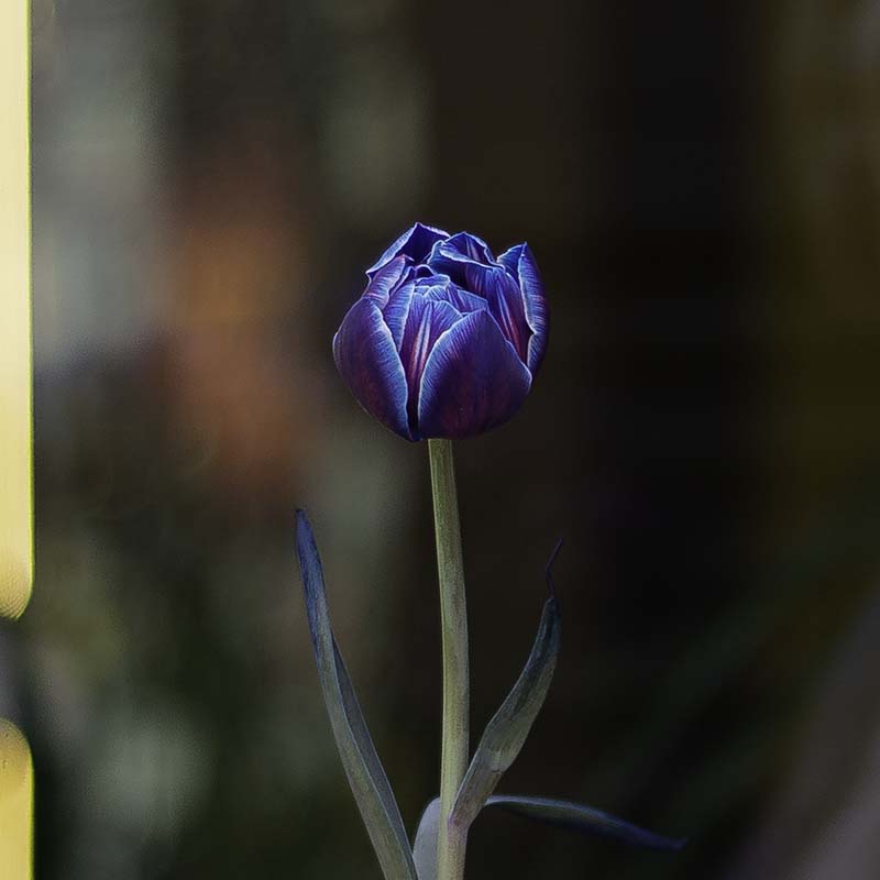 Blue tulip (peony-like)