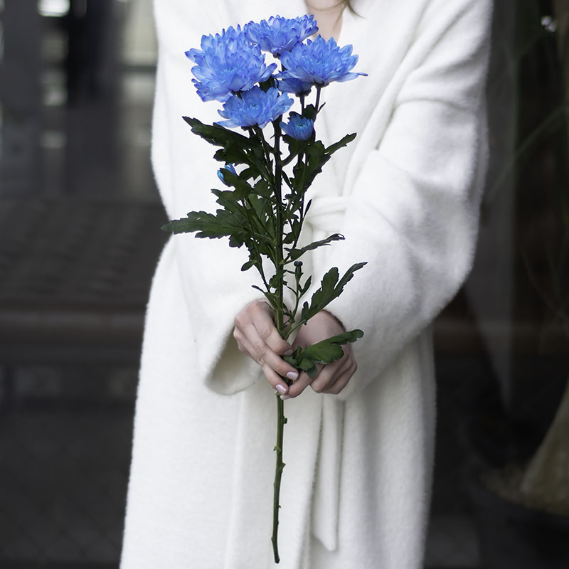 Chrysanthemum Saba (violet)