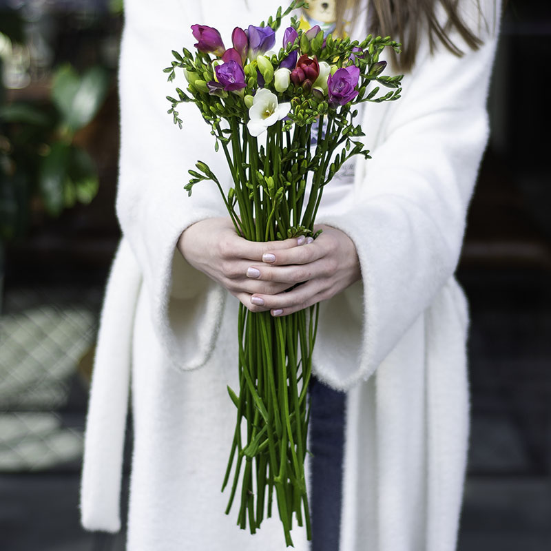 Freesia of different colors