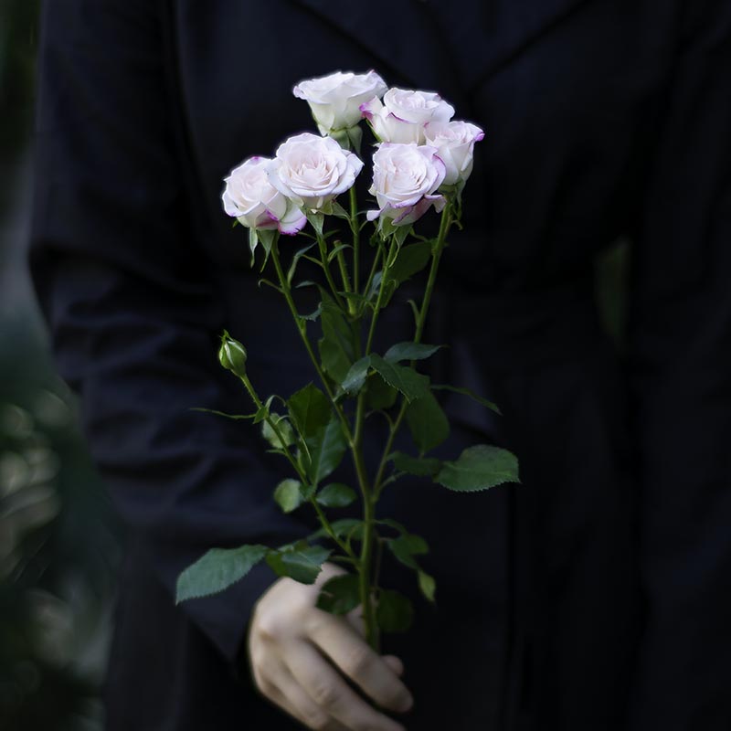 Branched Rose of White and Pink Color
