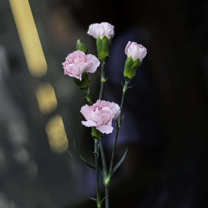 Branched Carnation of Pale Pink Color