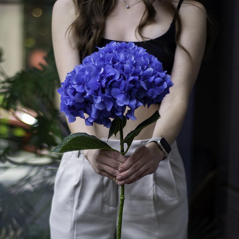 Hydrangea blue (Holland)