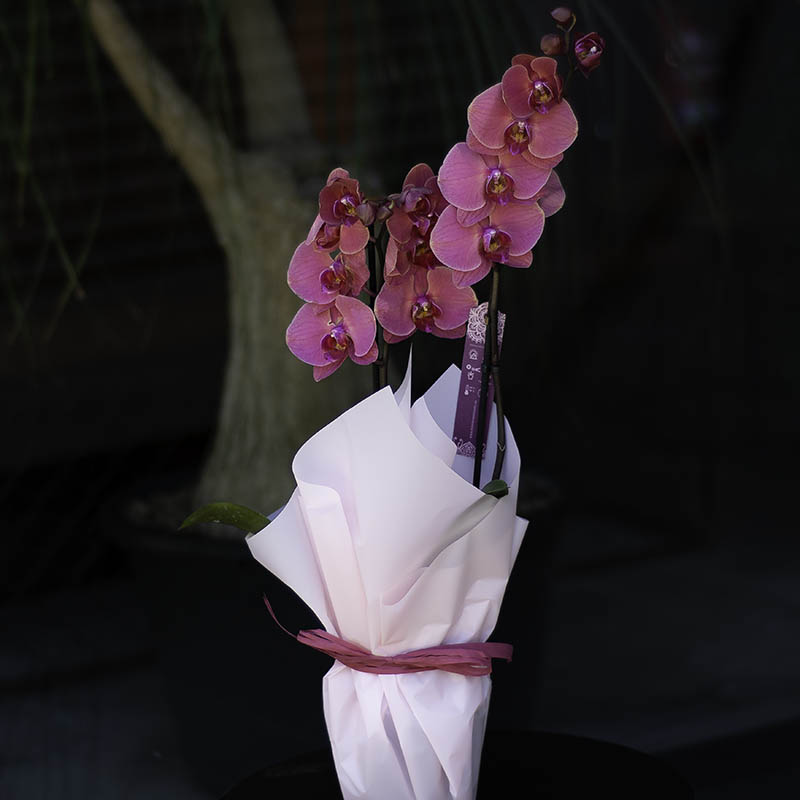 Phalaenopsis orchid (pale pink)
