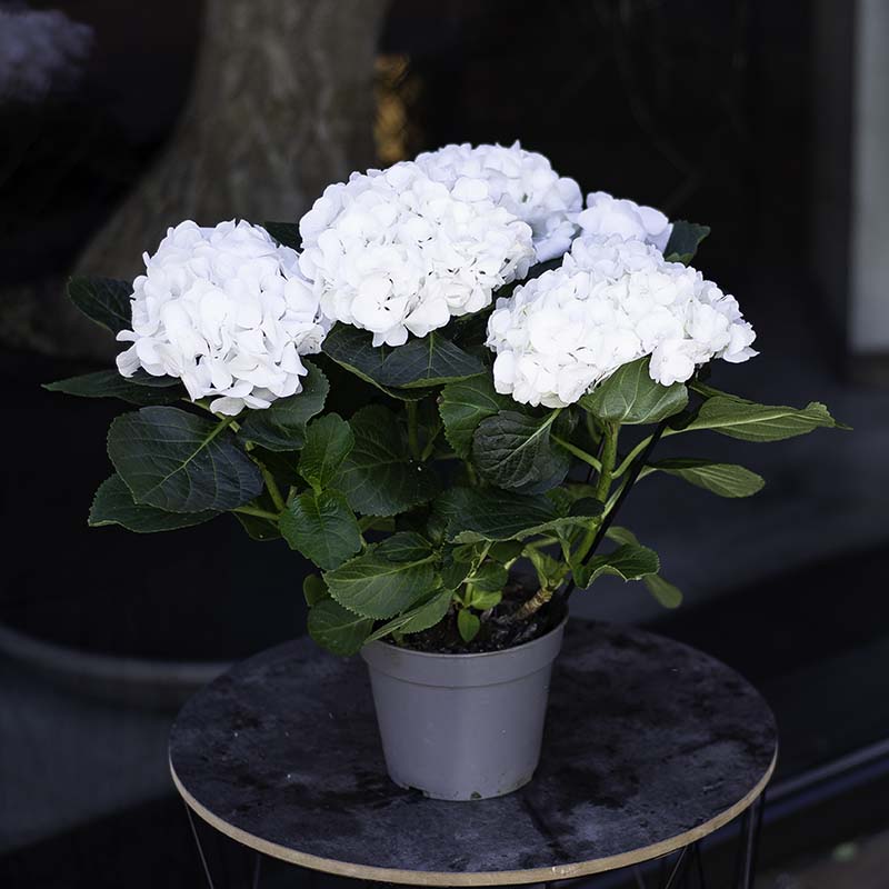 Hydrangea (white)
