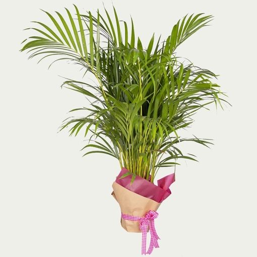 Вазон Арека