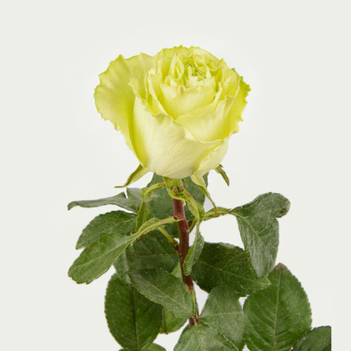 Троянда Лимонад