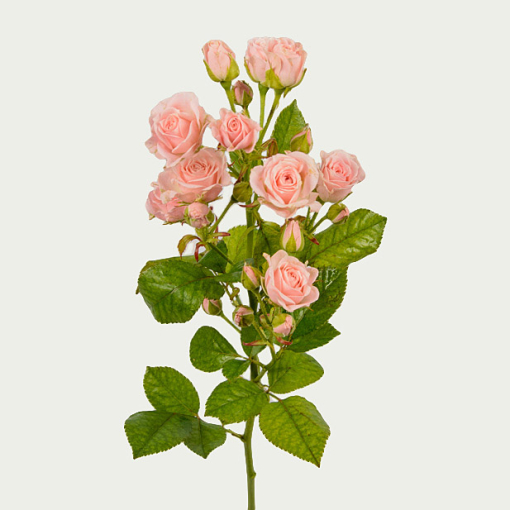 Галузка Кремова 1