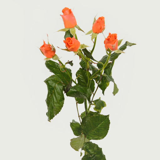 Галузкова троянда помаранчева