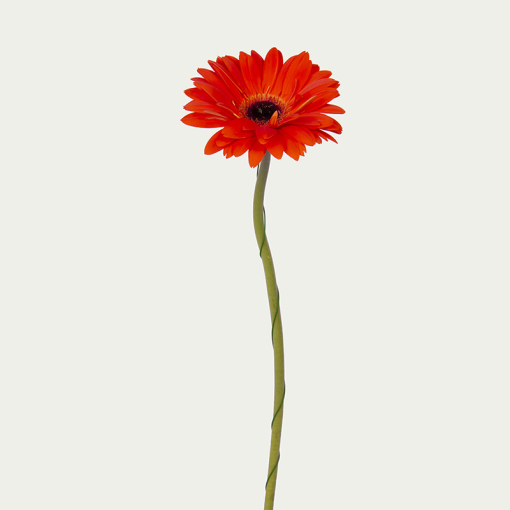 Гербера Темно-Помаранчева