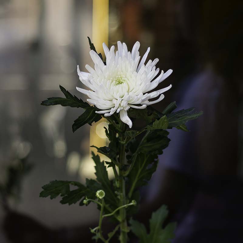 Chrysanthemum "Topspin"