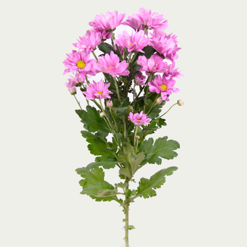 Хризантема Бакарді (фіолетова)