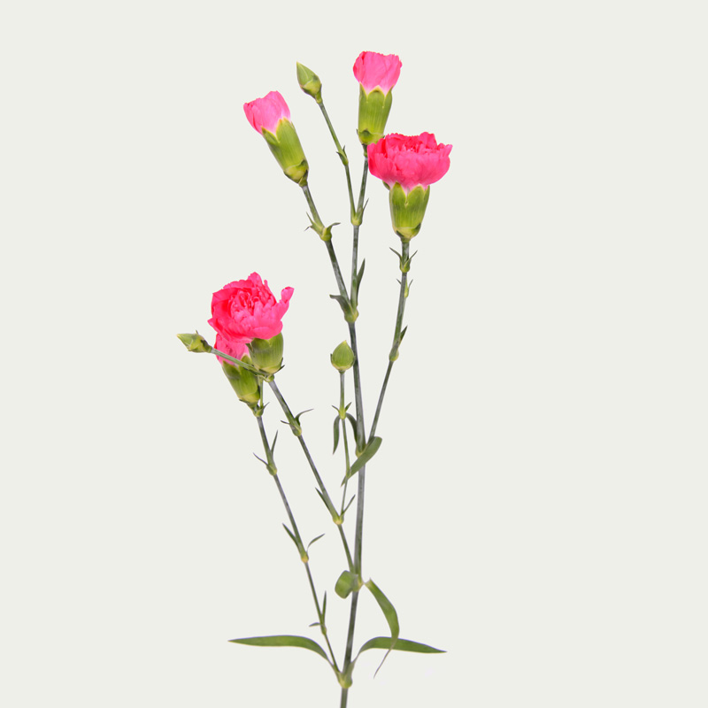 Branched Carnation of Pink Color