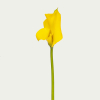 Калла (сантадезія) жовта