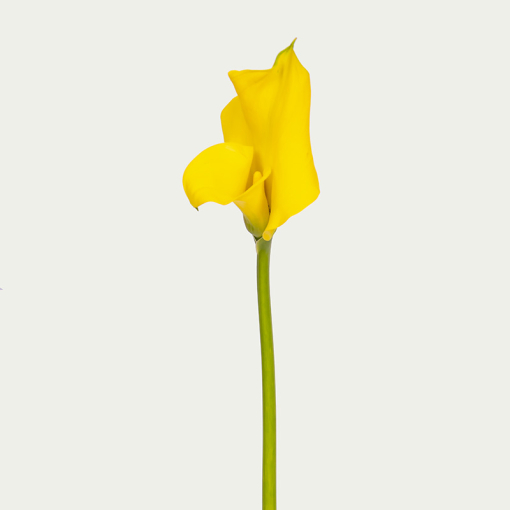 Калла (сантадезія) жовта