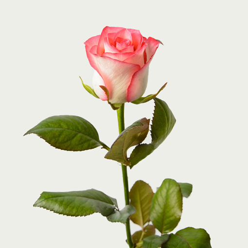 Троянда Джумілія