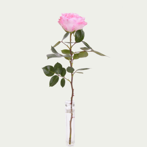 Піоновидна троянда