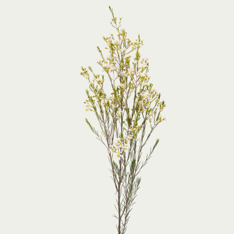 Хамелаціум кремовий