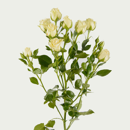 Галузкова троянда