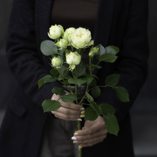 Троянда - піоновидна