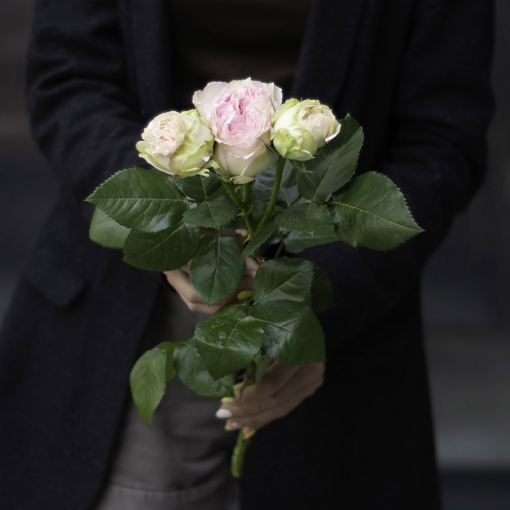 Троянда - піоновидна (ніжно рожева)