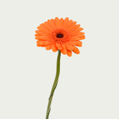 Гербера помаранчева