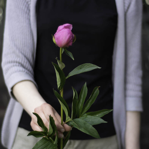 Півонія українська (малинова)