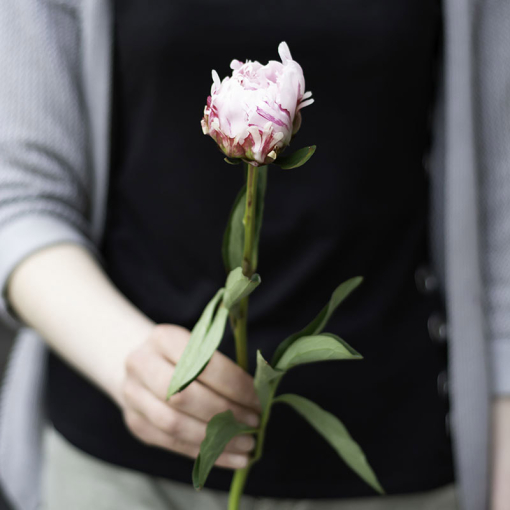 Півонія українська (ніжно рожева)