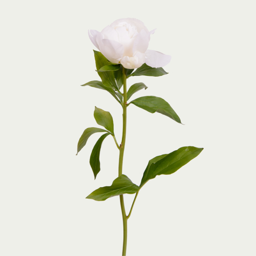 Півонія біла