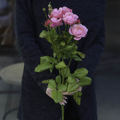 Доставка квітів Львів, Галузка "Сільва Пінк" (рожева)