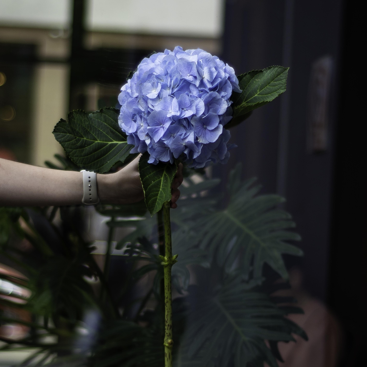 Hydrangea blue (Holland)