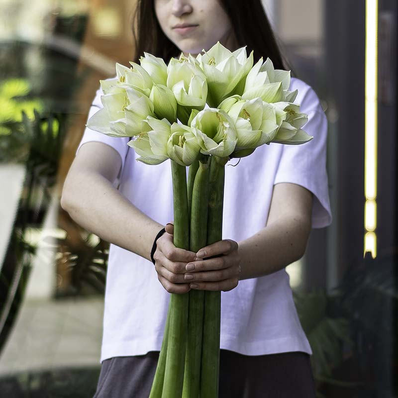 Amaryllis white
